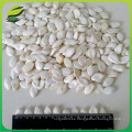 2016 nueva cosecha de nieve semillas de calabaza blanco en shell